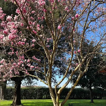 Garden Alpesi faház